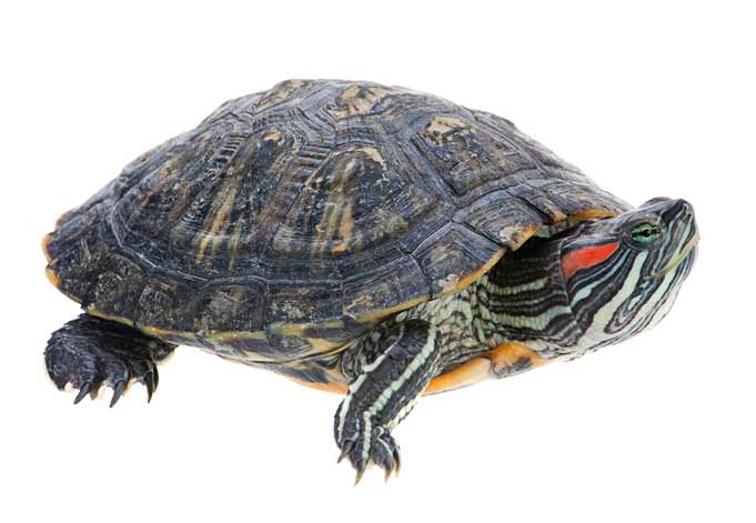 Правила содержания и кормления красноухой черепахи