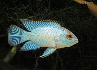 nnnakara blue