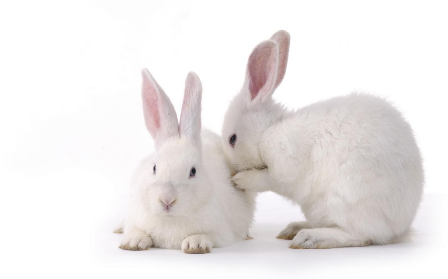 Правила содержания и кормления декоративных кроликов