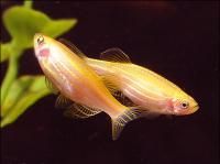 danio-gold
