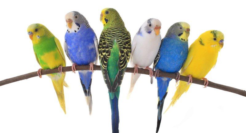 Правила содержания и кормления волнистого попугая