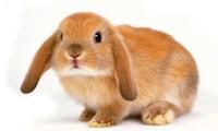 кролик карликовый 2