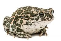 жаба зеленая