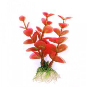 Лобелия 10 см.