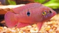 hromis