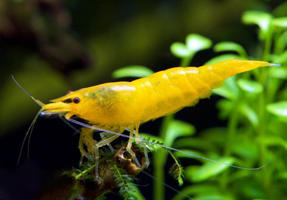 Neocaridina-davidi-Yellow-7