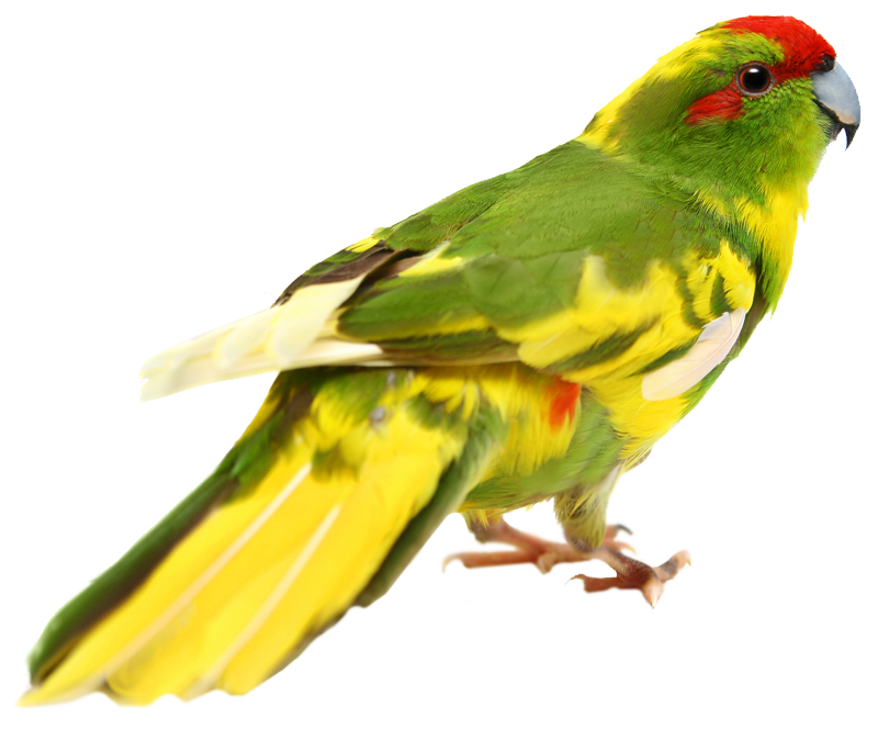 Правила содержания и кормления певчих попугаев, розелл, какариков