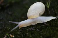улитка-водорослеед альбинос