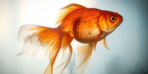 Золотая рыбка (1600)