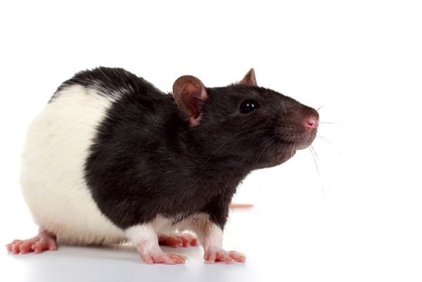 Правила содержания и кормления декоративных крыс