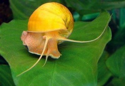ampular