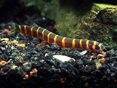 Акантофтальмус майерса