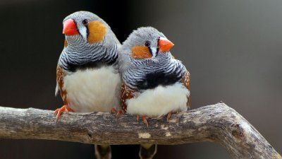 Амадин зебровый