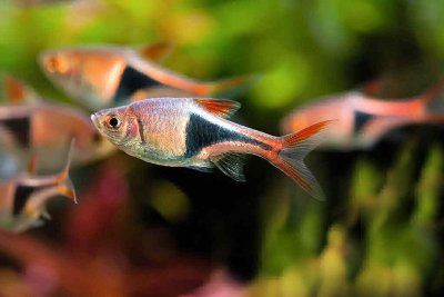 rasbora