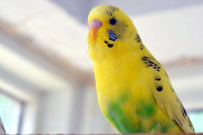 волнистый самец 2