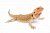 depositphotos_200497962-stock-photo-the-bearded-dragon-pogona-vitticeps