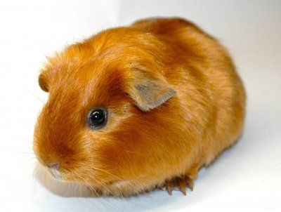 морская свинка