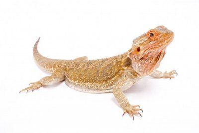 depositphotos_200497962-stock-photo-the-bearded-dragon-pogona-vitticeps