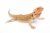 depositphotos_200497962-stock-photo-the-bearded-dragon-pogona-vitticeps