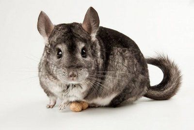 chinchilla